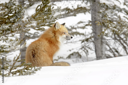 Red Fox  Vulpes vulpes  adult  sitting in snow  Churchill  Manitoba  Canada.