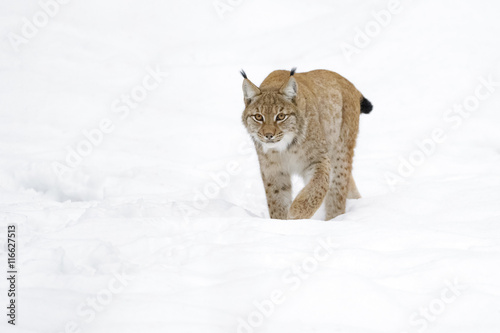 Eurasian Lynx (Lynx lynx) walking in snow, Germany
