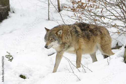 Adult Eurasian wolf (Canis lupus lupus) walking in the snow, Germany © andreanita