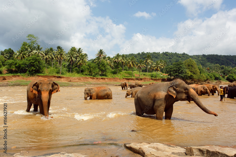 Fototapeta premium Herd of elephants in the river of Sri Lanka