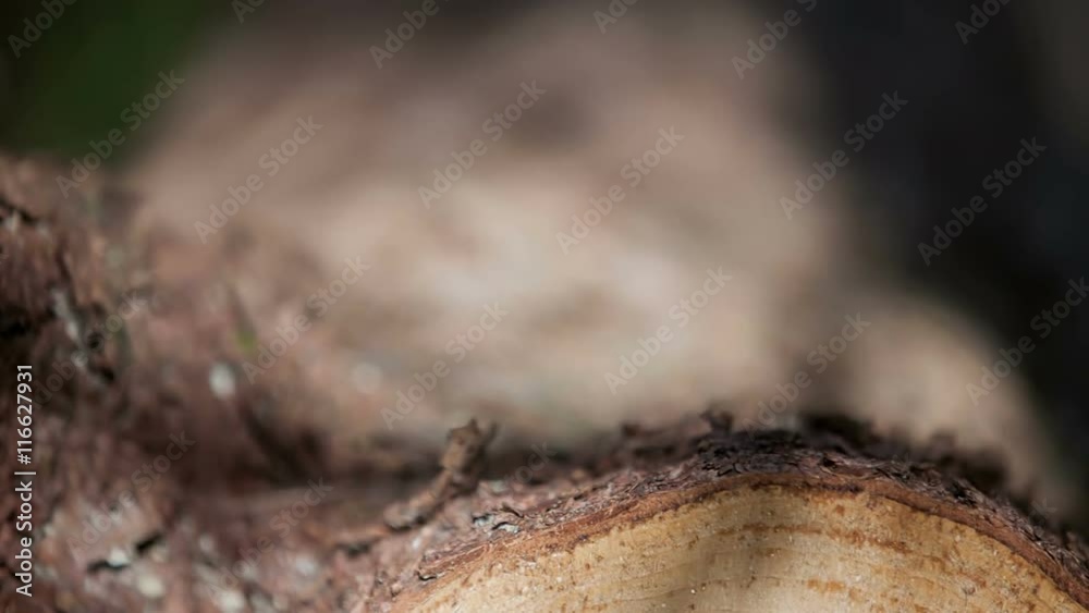 A metal string was attached to the bottom of a fallen tree trunk and then it suddenly jumped off. Close-up shot.
A metal string was attached to the bottom of a fallen tree trunk and then it suddenly jumped off. Close-up shot.