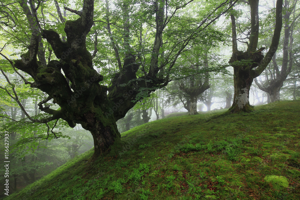 Fototapeta premium bosque de hayas en la niebla