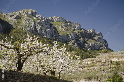 Cerezos, cherry tree, cerezas, flor del cerezo, flore de cerezo, Blossom, Vall de Gallinera, Alacant, 