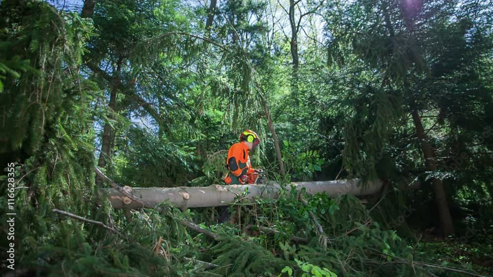 A logger's chainsaw gets stuck when he is cutting branches on a fallen spruce. Wide-angle shot.
A logger's chainsaw gets stuck when he is cutting branches on a fallen spruce. Wide-angle shot.