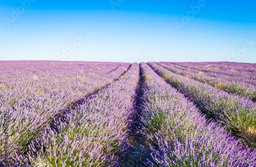 Provence  Lavender field at sunset  Valensole Plateau