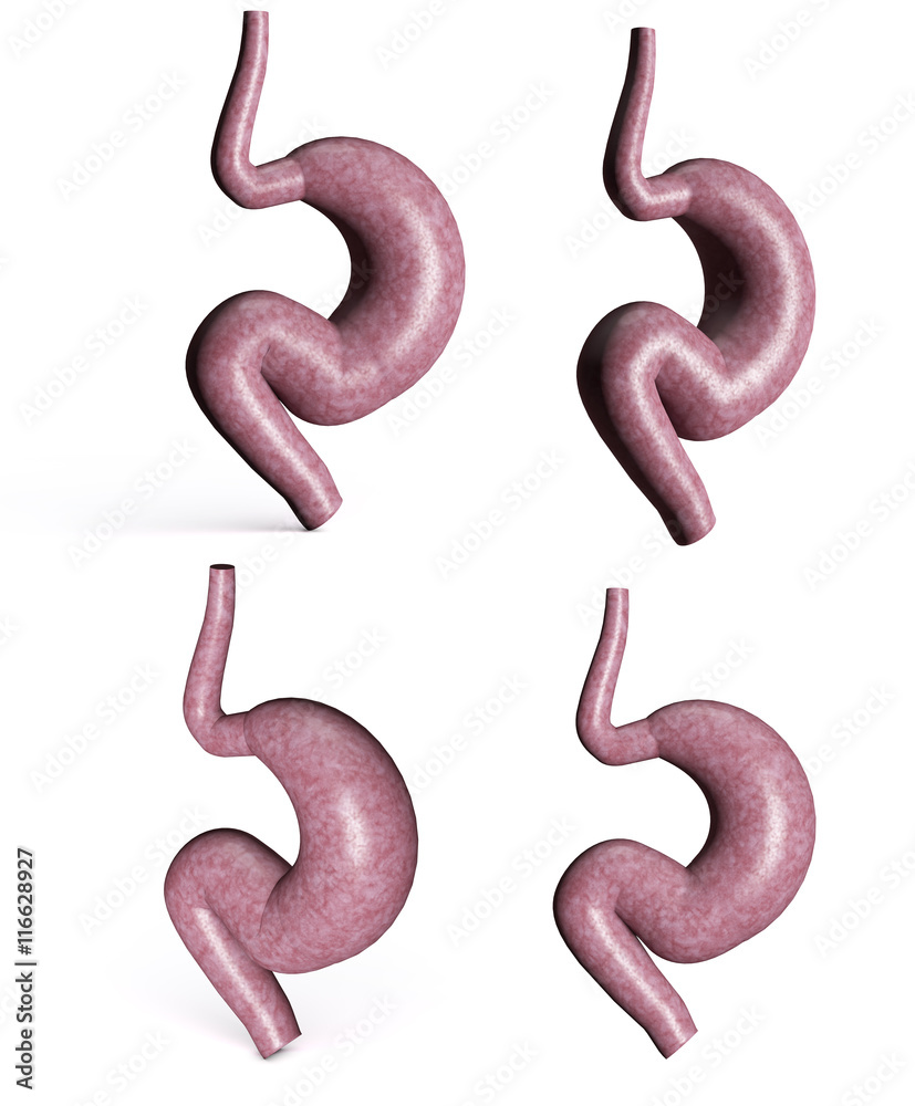 set 3D stomach on white background 3D render set 3D stomach on white background 3D render