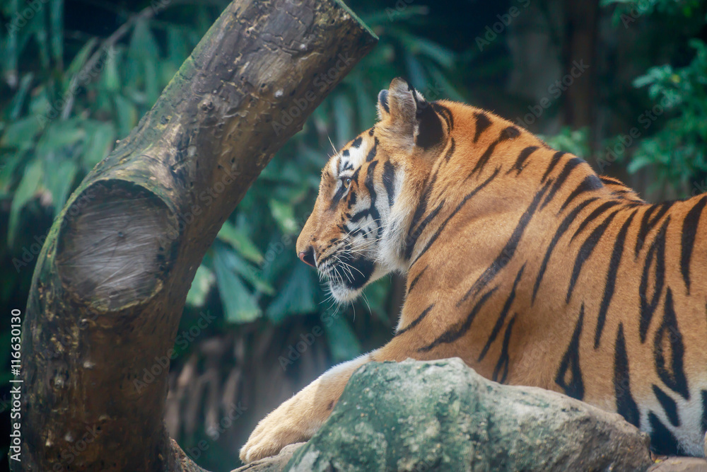 Naklejka premium Tiger looking something.