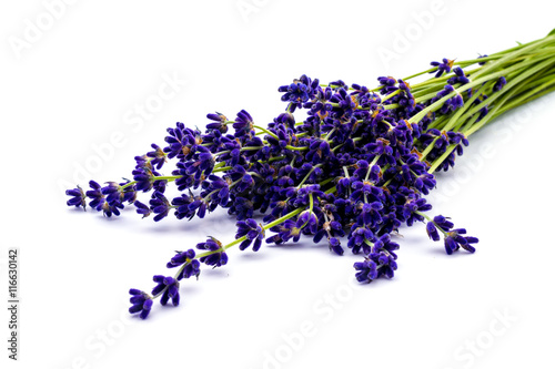Bunch of lavender flowers isolated on white. Calmness and relaxation.