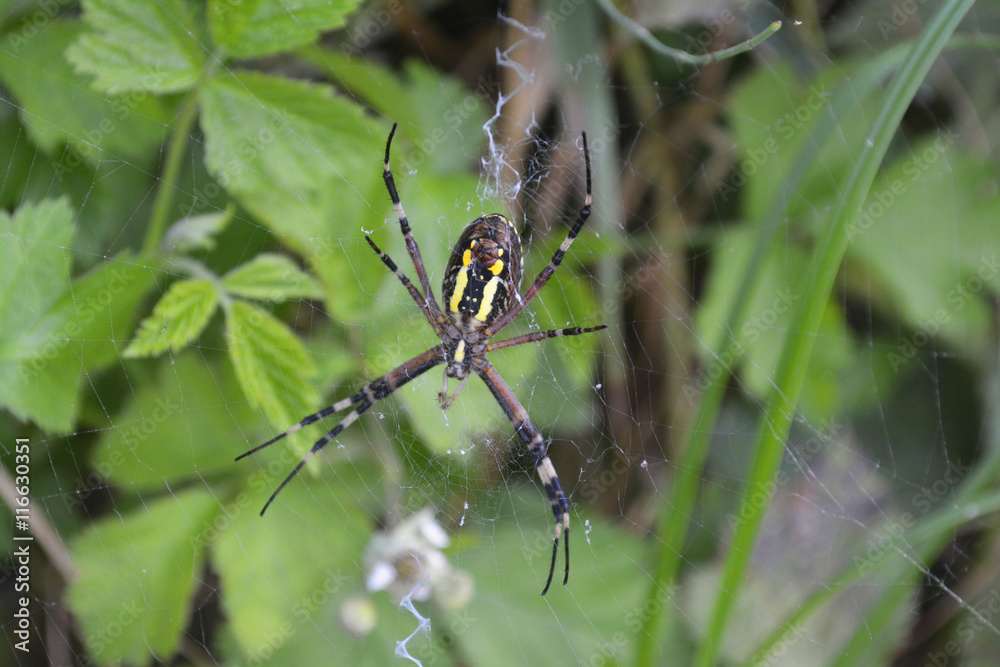 Argiope Bruennichi Argiope Bruennichi