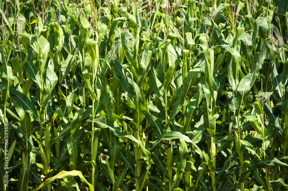 Obraz premium corn field
