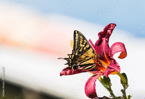 Two-tailed Swallowtail (Papilio multicaudata) in Lily. Home Garden photo