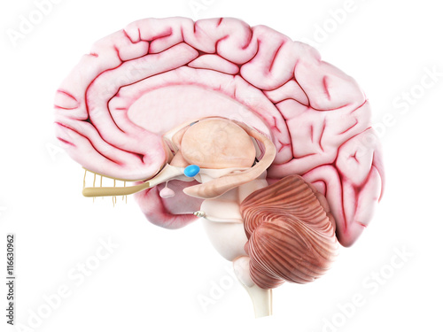 3d rendered medically accurate illustration of the amygdaloid body photo