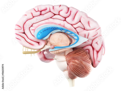 3d rendered medically accurate illustration of the caudate nucleus photo