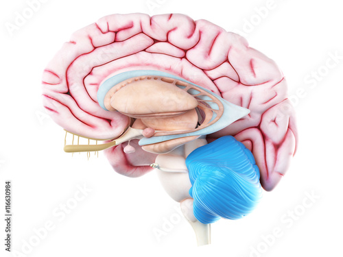Photography 3d rendered medically accurate illustration of the cerebellum
