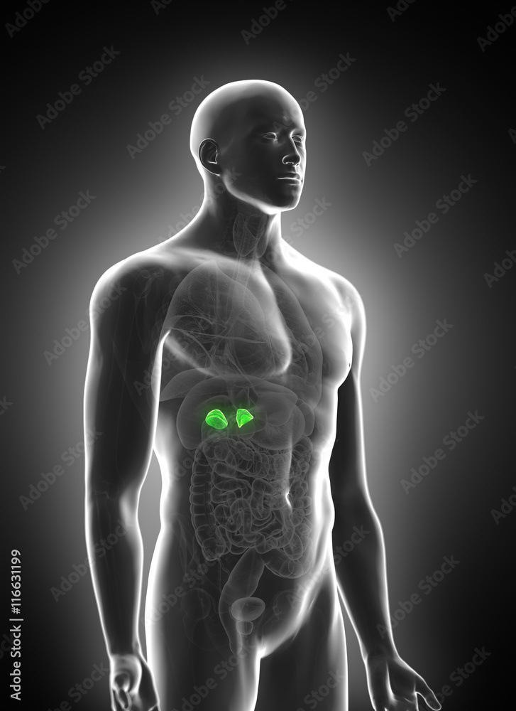 3d rendered medically accurate illustration of the adrenal glands 3d rendered medically accurate illustration of the adrenal glands