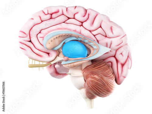 3d rendered medically accurate illustration of the thalamus photo