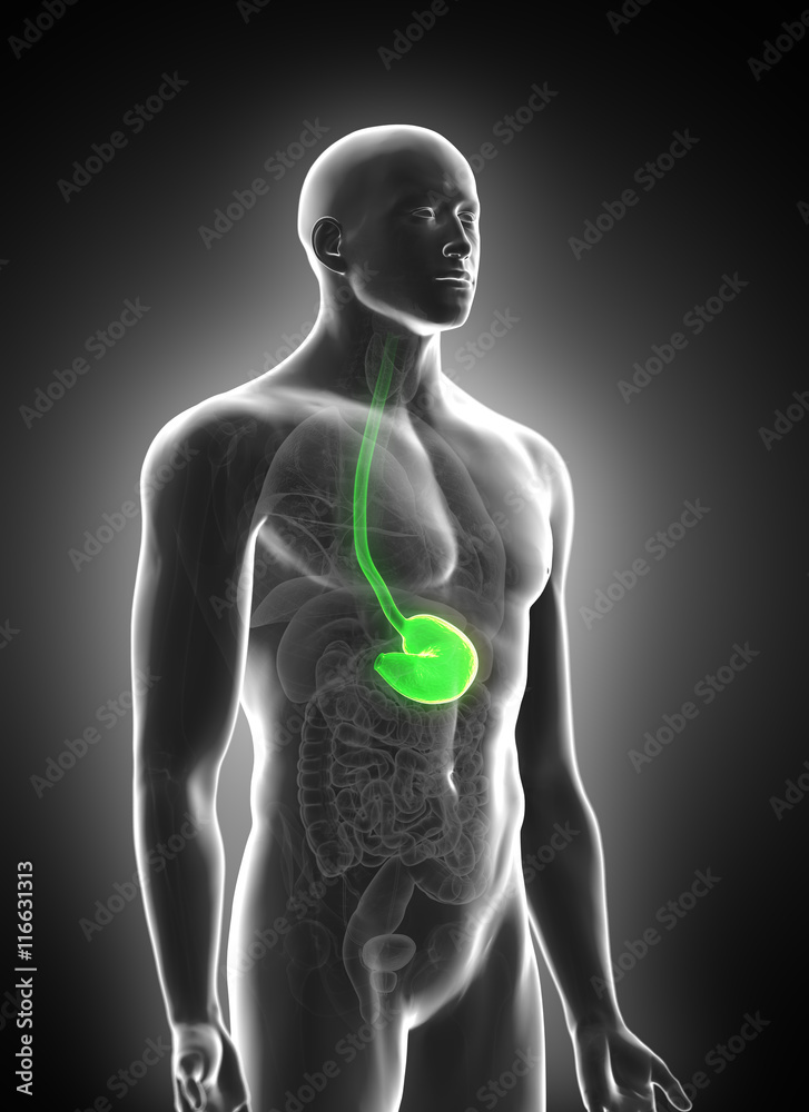 3d rendered medically accurate illustration of the stomach