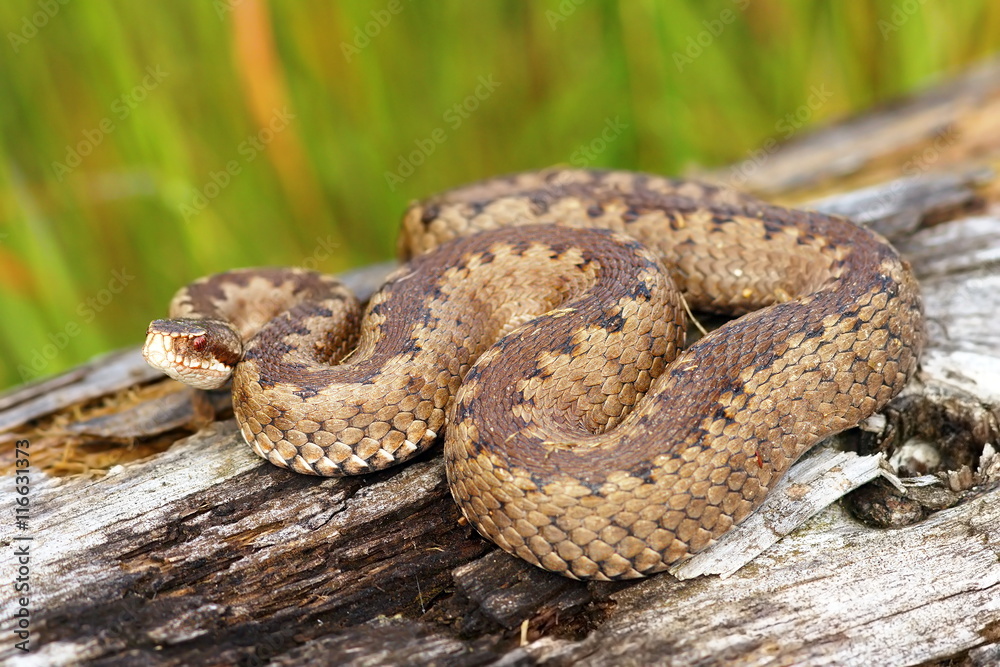 crossed adder basking on stump crossed adder basking on stump