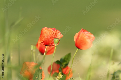 colorful red wild poppies