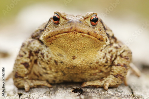 common toad portrait