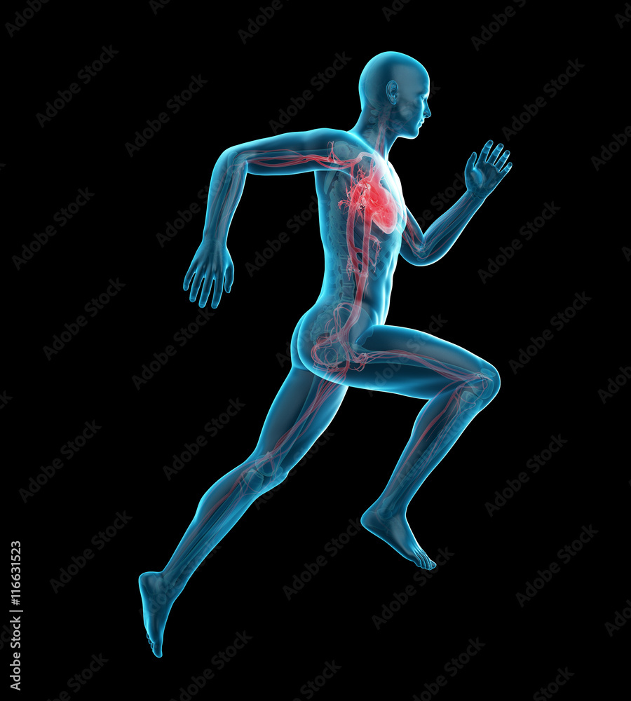 3d rendered medically accurate illustration of a runner´s heart 3d rendered medically accurate illustration of a runner´s heart