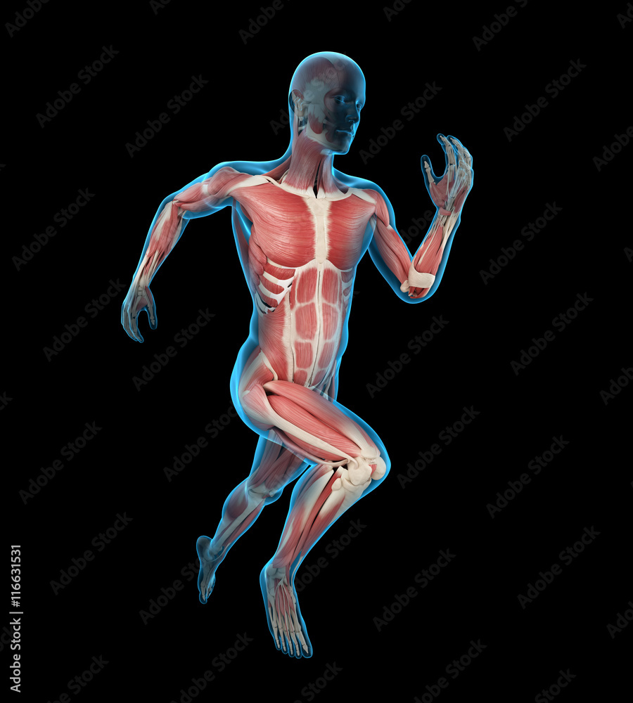 3d rendered medically accurate illustration of a runner´s muscles 3d rendered medically accurate illustration of a runner´s muscles