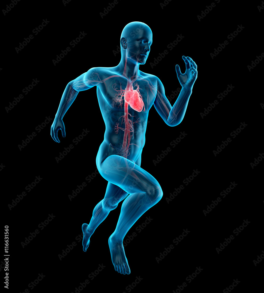 3d rendered medically accurate illustration of a runner´s heart