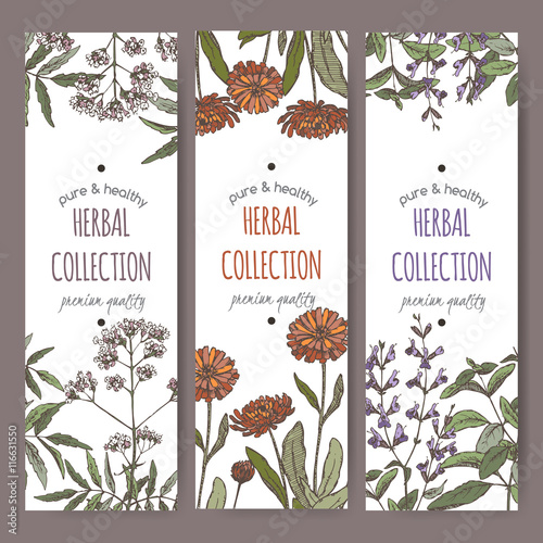 Three color vector herbal tea labels with valerian, calendula, sage.