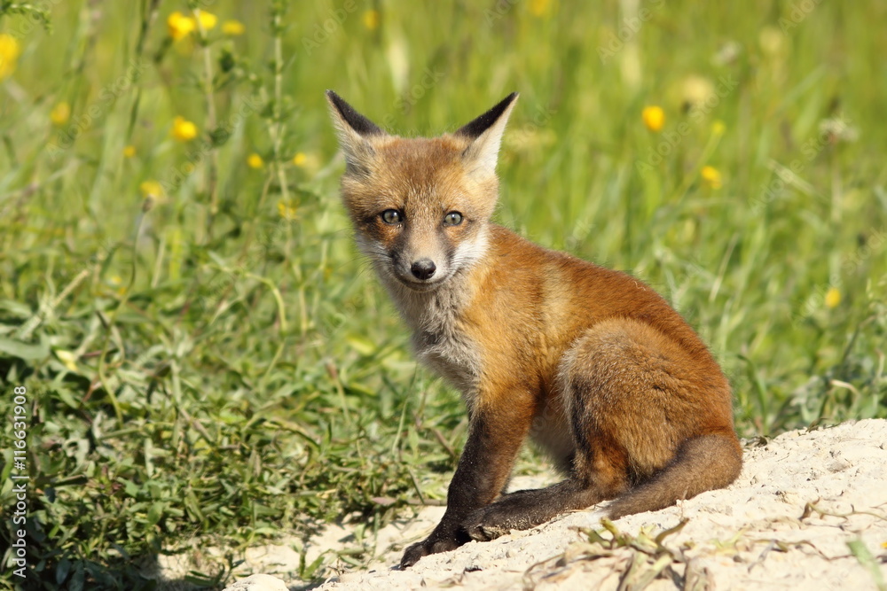 cute european fox cub