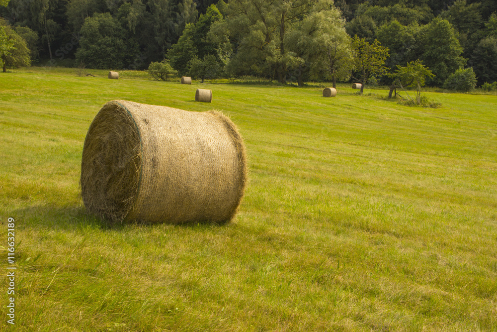 Yellow round hay bales in the countryside on the forest background
