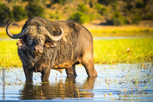 African Buffalo or Cape Buffalo in the wild on the Chobe River  Botswana