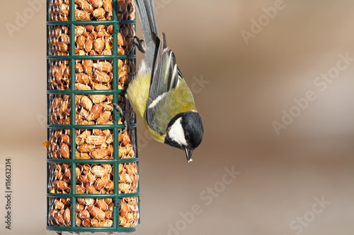 great tit feeding on bird feeder