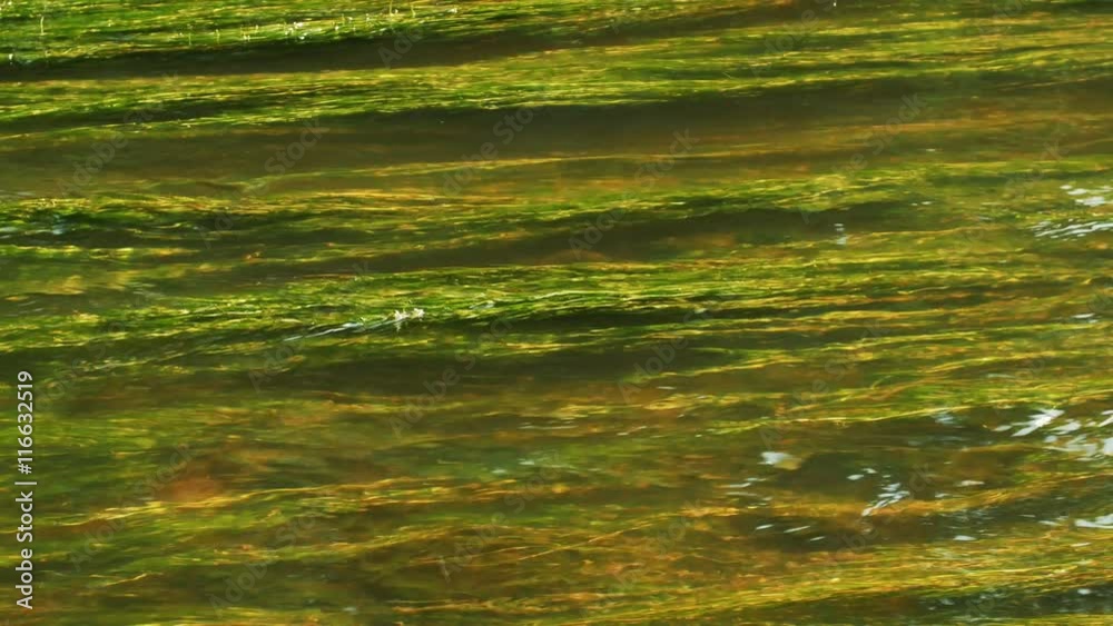 Beautiful underwater plants move in river water stream. 4k Beautiful underwater plants move in river water stream. 4k