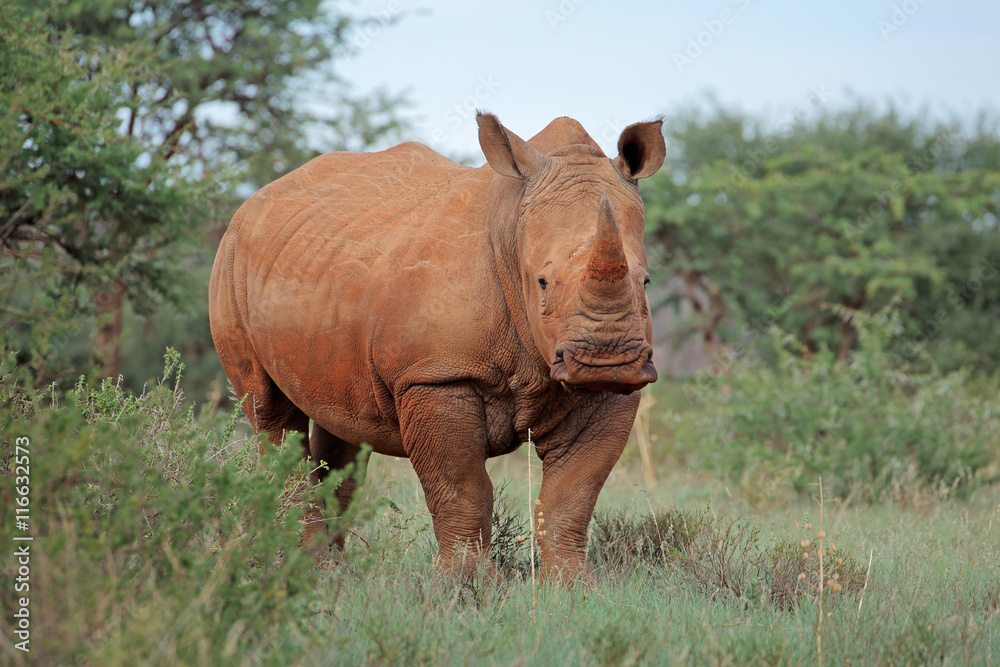 A white rhinoceros (Ceratotherium simum) in natural habitat, South Africa A white rhinoceros (Ceratotherium simum) in natural habitat, South Africa