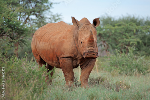 A white rhinoceros  Ceratotherium simum  in natural habitat  South Africa