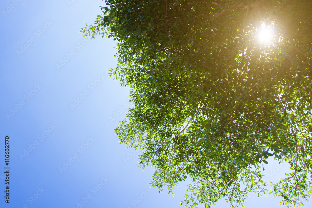 Fototapeta premium Green trees and blue sky and clouds and sun.
