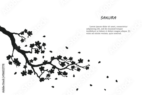 Black silhouette of sakura on a white background