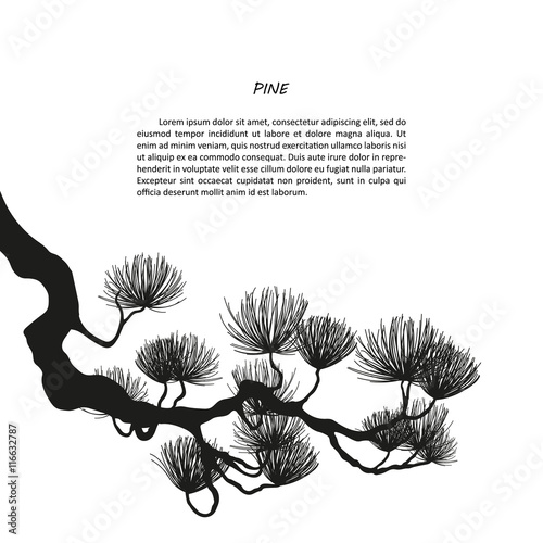 Black silhouette of pine branches on a white background photo