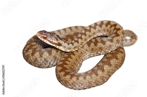 isolated european venomous snake