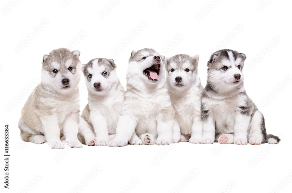 Group of puppies breed the Huskies
