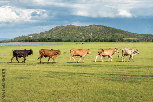 five cows walk in grass field at farm with mountain background i