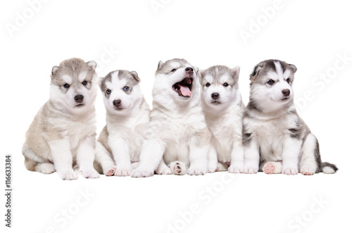 Group of puppies breed the Huskies © sonsedskaya