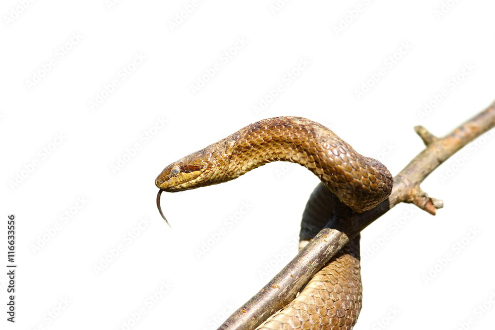 Naklejka premium smooth snake over white
