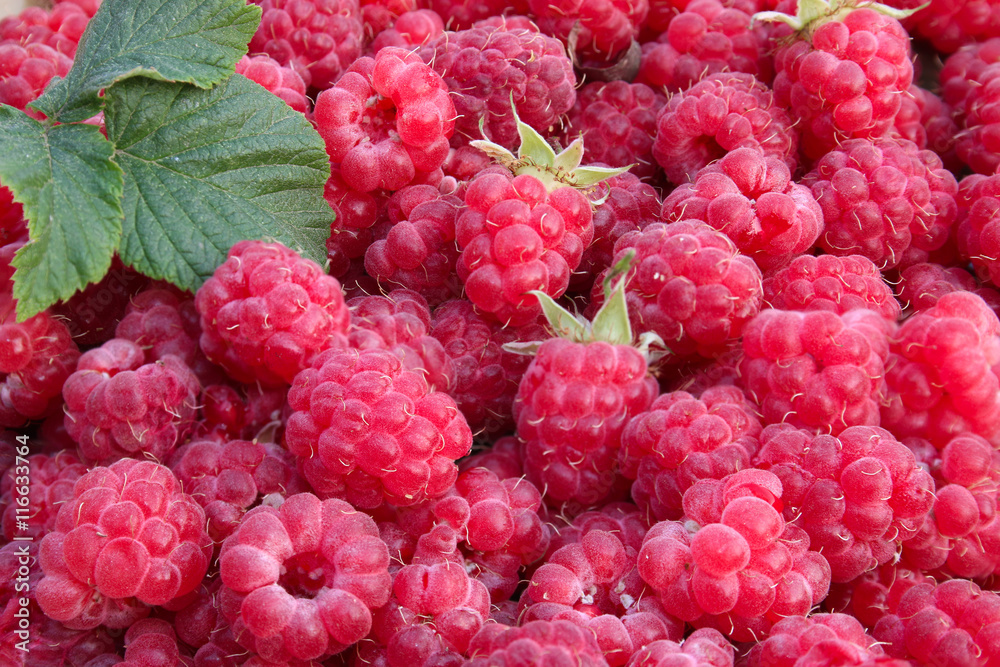 raspberry background raspberry background