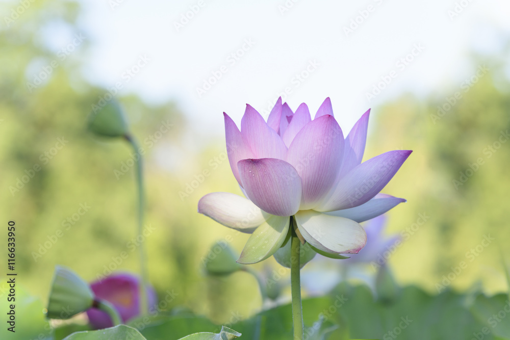 Obraz premium Lotus Flower with Brightly Lit Background