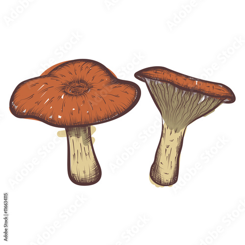 vector hand drawn illustrations of mushrooms set
