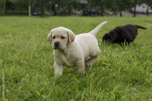 cute yellow Labrador puppy running on green field