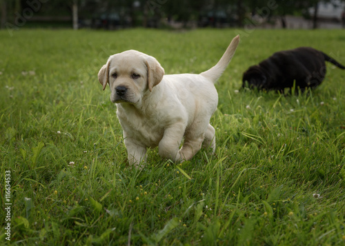 cute yellow Labrador puppy running on green field