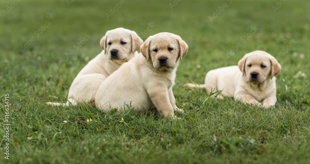 three cute yellow Labrador puppy resting green grass three cute yellow Labrador puppy resting green grass