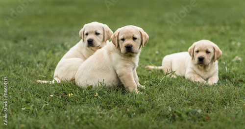 three cute yellow Labrador puppy resting green grass